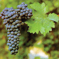 grapes1