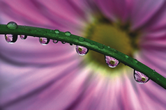 Fram-Schwartz_N-1st