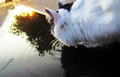 'Natural Image of a Thirsty Cat' by Jessica Ruthanne Bober